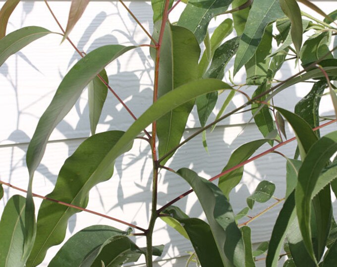 Eucalyptus Citriodora - 1  Plant -  3 Feet Tall - Ship in 3gal Pot