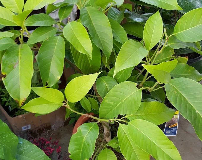 White champaca - big trunk - 3 feet tall - ship in 3 gal pot