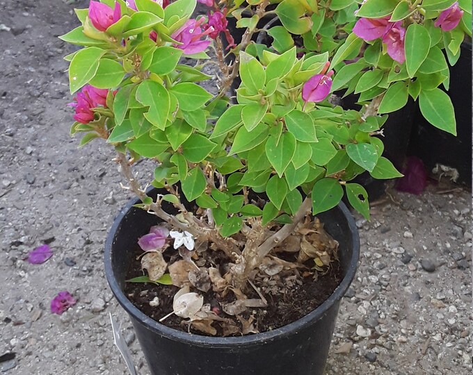 Torch Bougainvillea Plant - 1 to 2  Feet Tall - Ship in 3Gal Pot