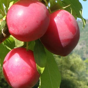 Sweet Treat Pluerry - 3 to 4  feet tall - ship in 3Gal pot