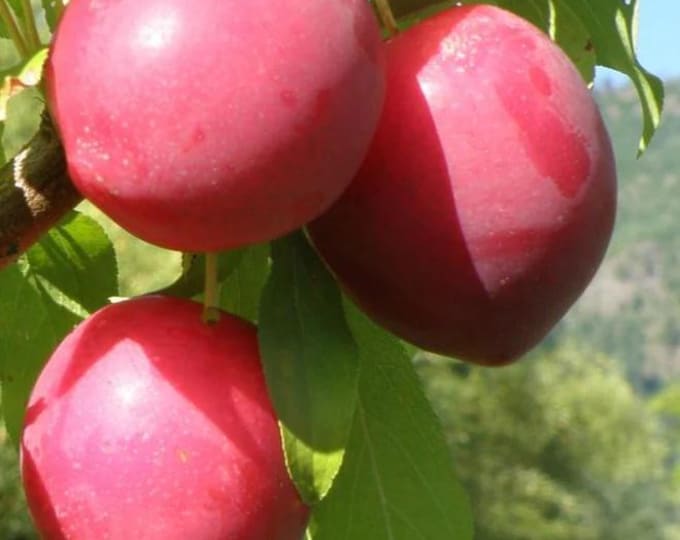 Sweet Treat Pluerry - 3 to 4  feet tall - ship in 3Gal pot