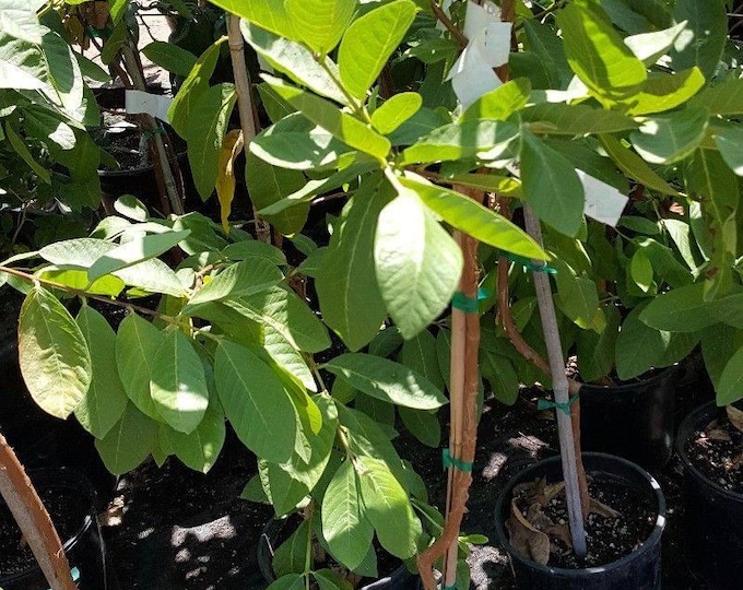 Taiwan century guava - white flesh - 2 to 3 feet tall - ship in 3 gal pot