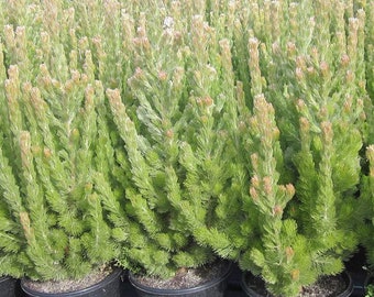 Woolly bush, Adenanthos   - 1  Starter Plant - 6" Tall - Ship in 6" Pot