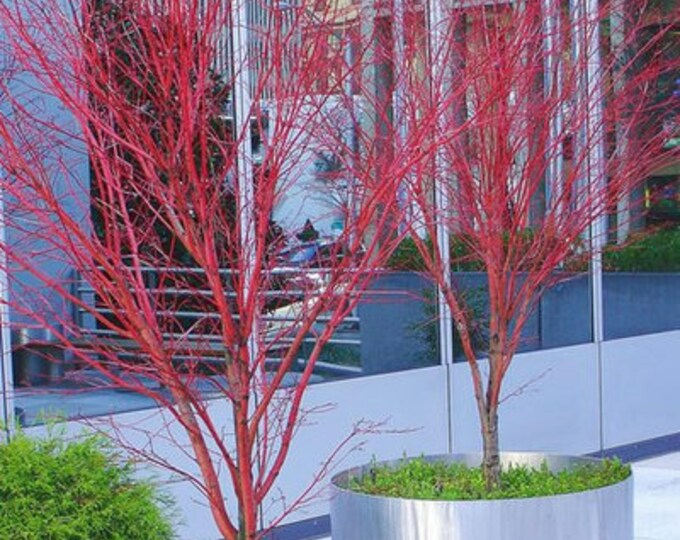 Sango Kaku Japanese Maple - Coral Bark Maple - 2 Feet Tall - Ship in 6" Pot