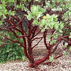 May include: A small tree with red bark and green leaves. The tree is growing in a garden setting with brown mulch on the ground.