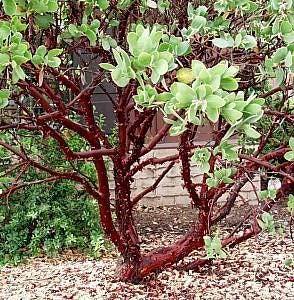 Dr. hurd manzanita  - 1 to 2 feet tall - ship in 6" pot