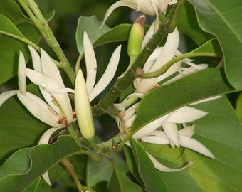 White champaca live plant - air layred - 2 to 3 feet  ship in 3gal pot
