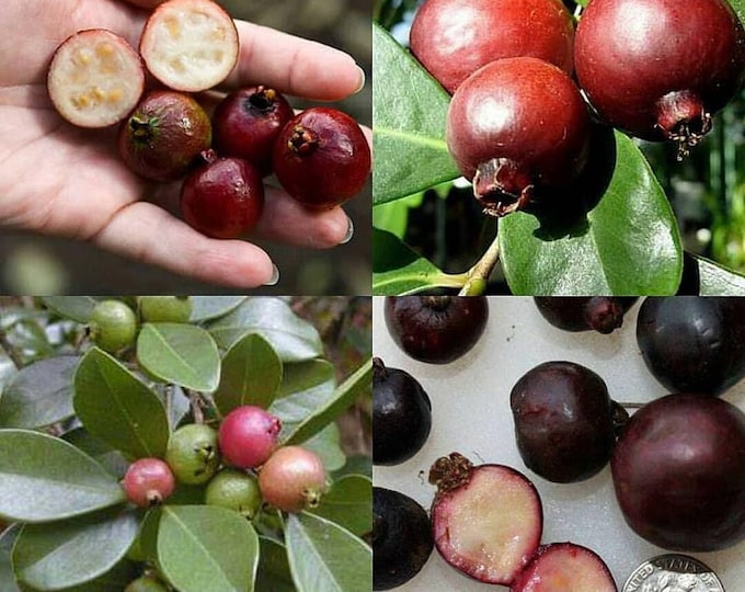 Cây ổi sim - red strawberry guava- 2 to 3   feet tall   - ship in 3 gal pot