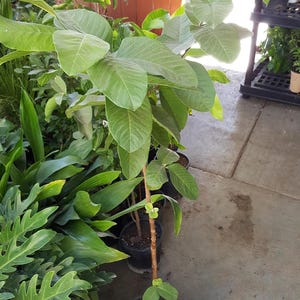 Taiwan guava - 2 to 3  feet tall   - ship in 3 gal pot