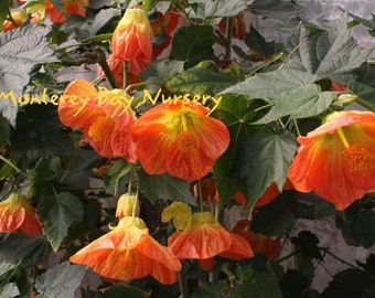 Abutilon  'Victor Reiter' - 1 Plants  - 2 feet Long  - Ship in 1 gal Pot