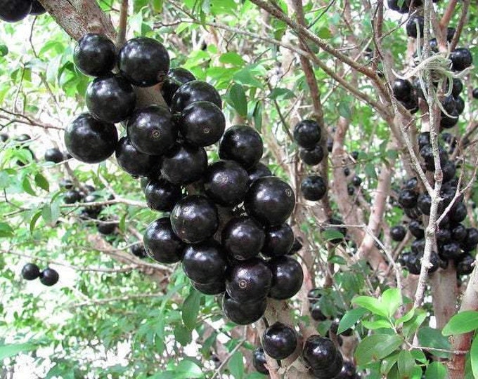 Jaboticaba Myrciaria cauliflora - 1 Plant  - 3 Feet Tall - Bigger Trunk - Ship in 3 Gal Pot