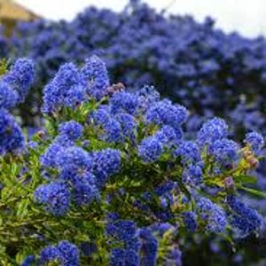May include: Close-up of vibrant blue flowers in full bloom, clustered together on green stems. The background features a blurred view of more blue flowers and foliage, creating a natural, floral scene.