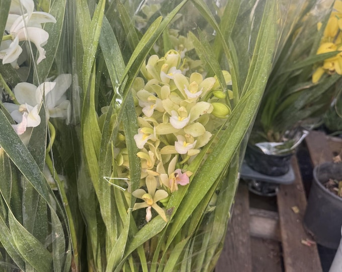 Cymbidium Orchid Plants - green white- 2 Feet tall - 2  Bulbs - Ship in 6" Pot