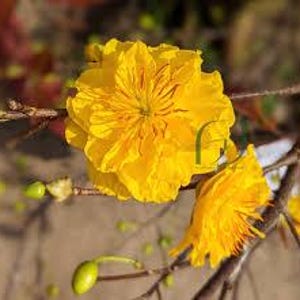 Mai vàng bonsai - Cuc Mai - 20 or more petals - ship in 6&quot; pot