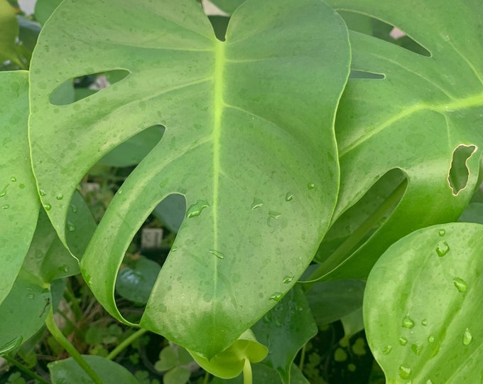 Monstera delicioso 1 live plant 4” pot