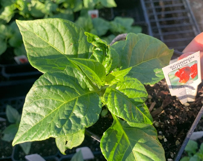 Scorpion butch t pepper 1 live plant 3” pot