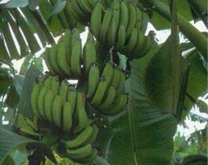 Banana Goldfinger - 1 Plants - 2 to 3  Feet Fall -  Ship in 3 Gal Pot