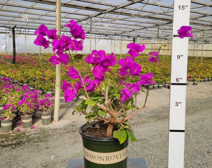 Bougainvillea Purple - Bigger Trunk - 1 feet Tall - Great for bonsai - Ship in 6" Pot