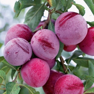 Plum ‘santa rosa’ - 3feet tall ship in 1gal pot