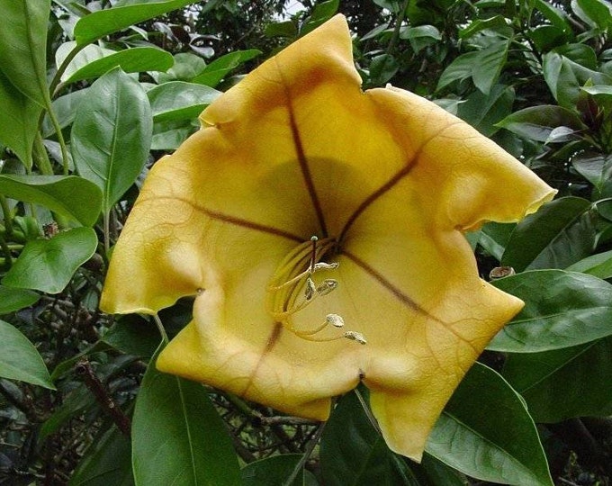 Cup of Gold Vine - Solandra maxima Plant - 1 to 2 Feet Tall - Ship in 6" Pot