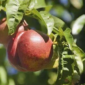 Spice Zee Nectaplum - 3 to 4  feet tall - ship in 3Gal pot