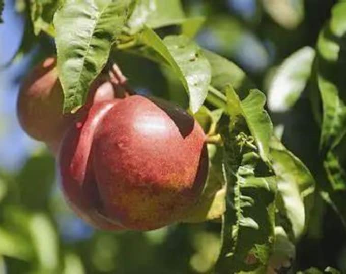 Spice Zee Nectaplum - 3 to 4  feet tall - ship in 3Gal pot