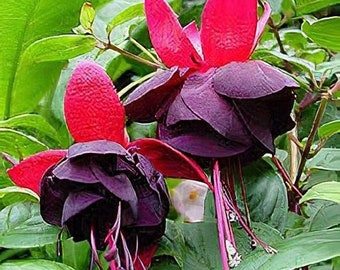 Fuchsia 'New Millennium'  - 1 Plants  - 1  feet Long  - Ship in 6" Pot