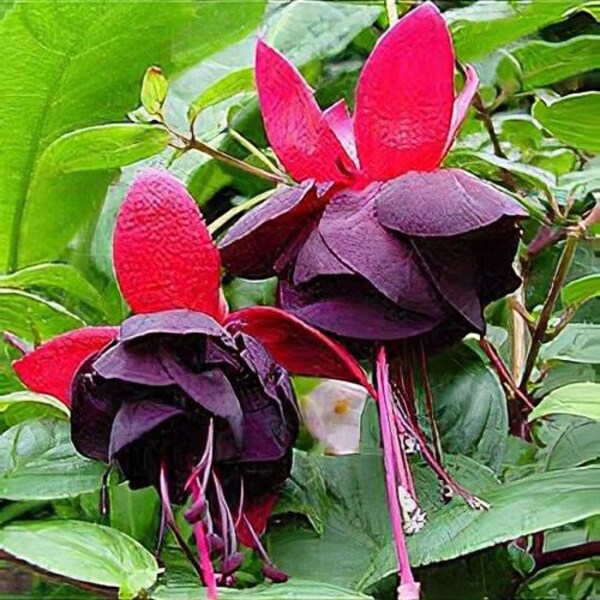 Fuchsia 'New Millennium'  - 1 Plants  - 1  feet Long  - Ship in 6" Pot