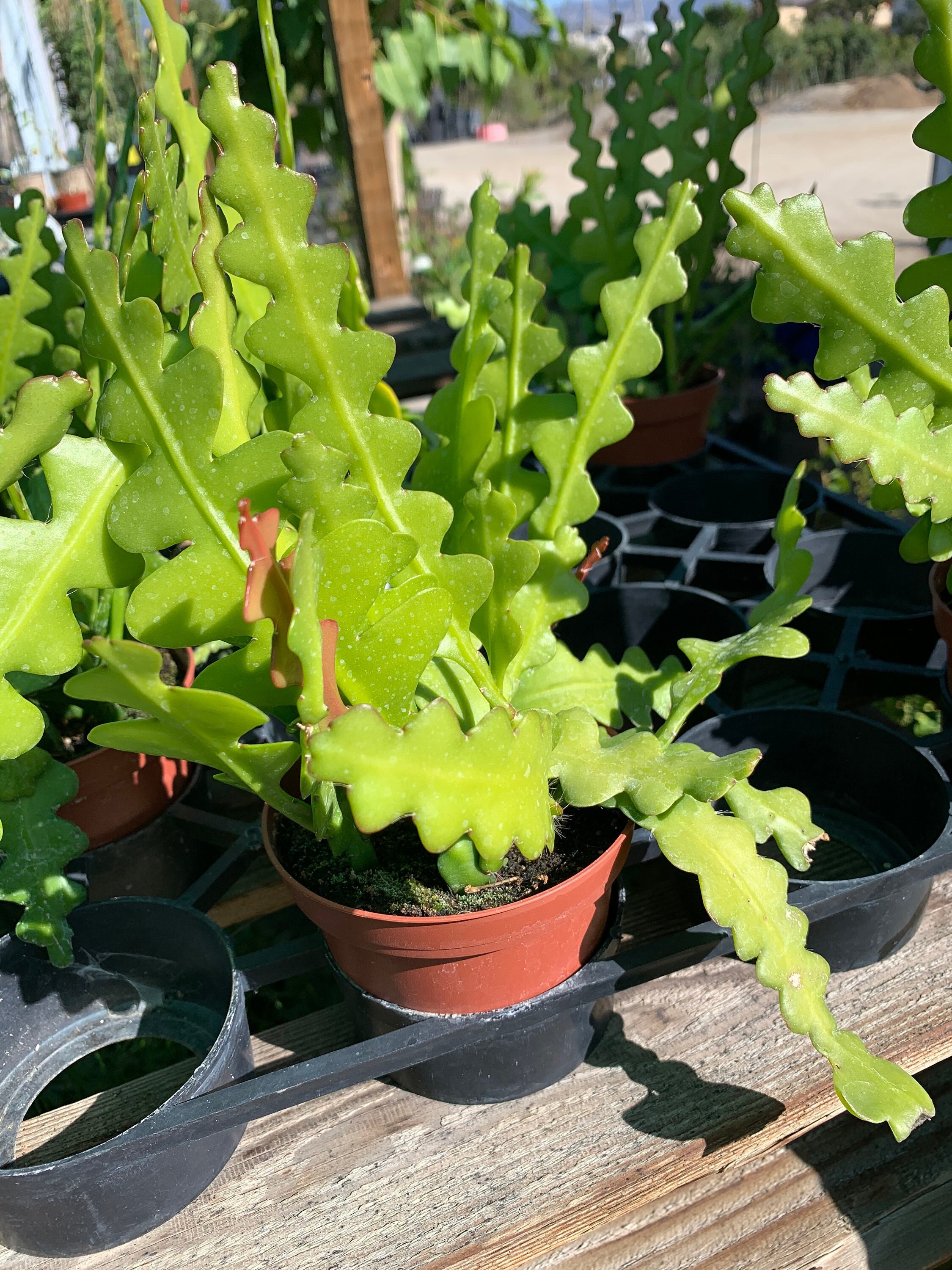 Epiphyllum Anguliger Zig Zag Cactus 6 Pot Etsy