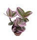 Rare Nanouk Pink Wandering Jew -Tradescantia  - 6' Tall - Ship in 3' Pot 