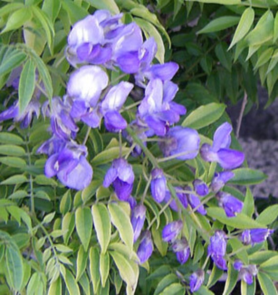 Wisteria Kofuji 1 Plant Ship in 6 Pot Etsy