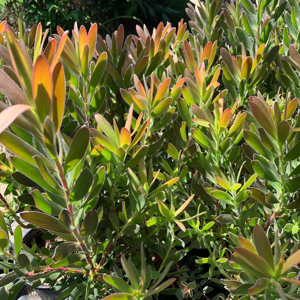 Leucadendron safari sunset 1 Feet Tall - 1 live plant  ship in 6" pot