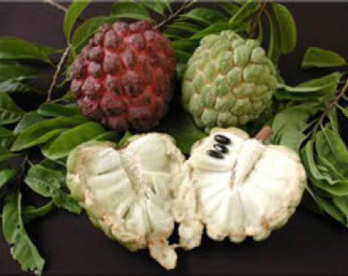 Sugar apple- 4 feet tall - ship in 3 gal pot
