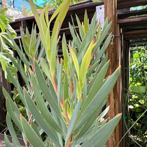 Leucadendron salignum golden tulip- live plant 1ft tall ship in 6” pot