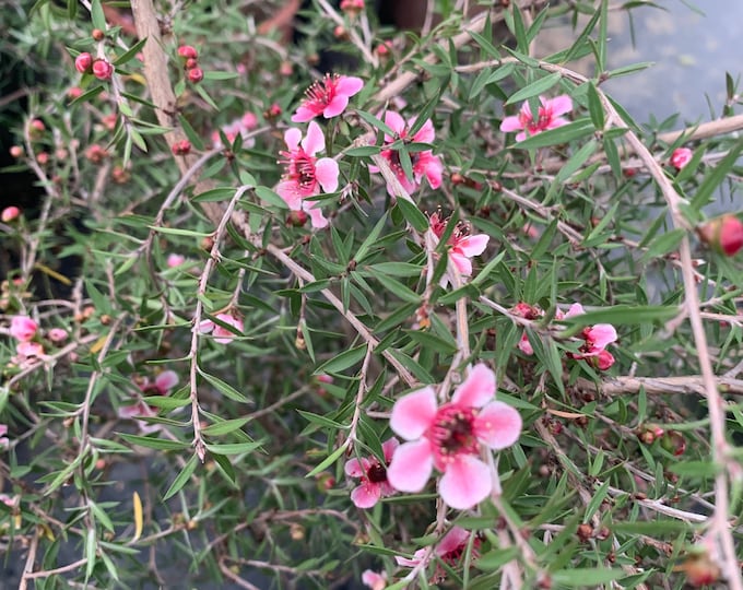 Leptospermum ‘helene strybing’ pink-single flower  ship in 6" pot