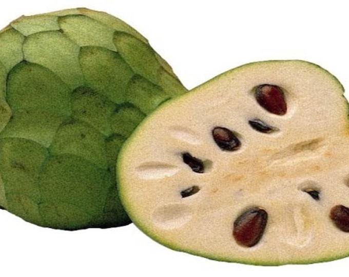 Pierce  cherimoya - 3 to 4 feet tall - grafted tree - Biggger Trunk -  ship in 3 gal pot