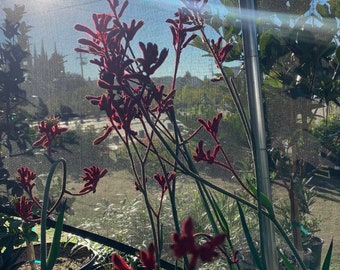 Anigozanthos ‘ruby velvet’  ship in 6" pot