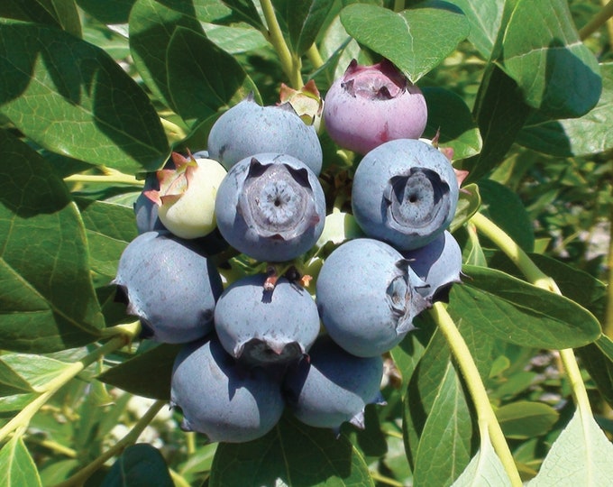 Star Blueberry -  1 Feet Tall - Ship in 6" Pot