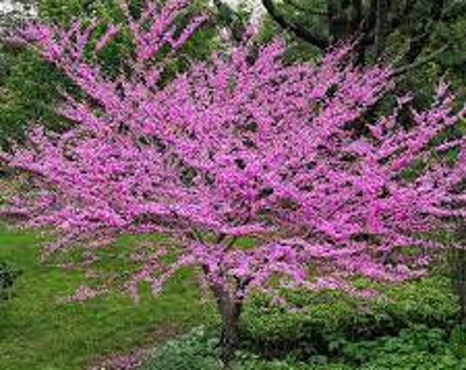 Cercis canadensis (Eastern redbud) - 2 to 3 Feet Tall - Ship in 6" pot