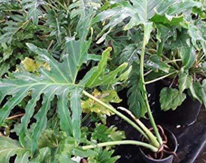 Philodendron selloum- 1  feet tall - ship in 6" pot