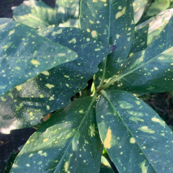 Gold dust plant (aucuba japonica ‘variegata’)  ship in 6" pot