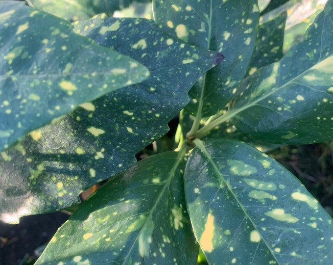 Gold dust plant (aucuba japonica ‘variegata’)  ship in 6" pot