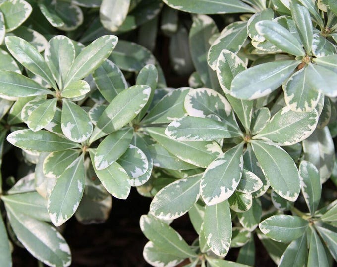 Pittosporum t. "Cream de Mint' - 1 plant - 1 feet tall  - ship in 1 gal pot