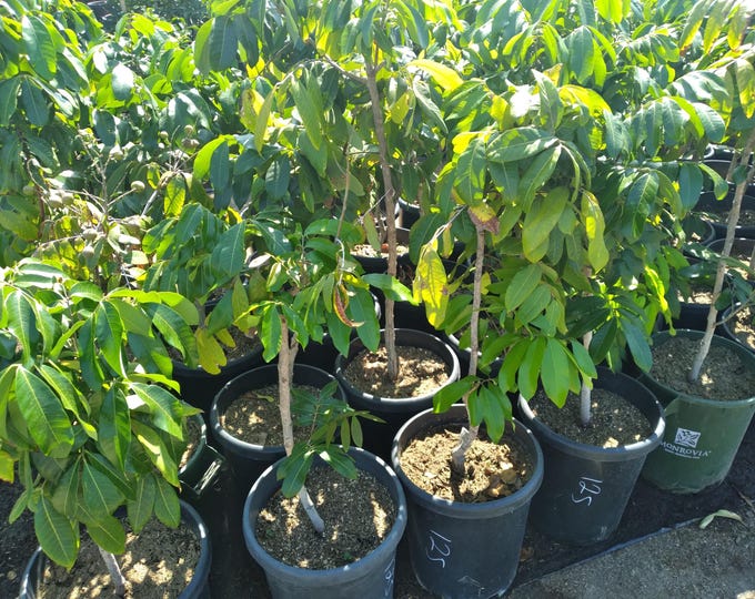 Kohala longan  - air layered tree - 3  feet tall