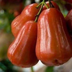 May include: Close-up of a cluster of red, ripe wax apples hanging from a tree branch. The apples have a smooth, glossy skin and are arranged in a bunch.