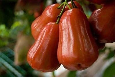 Red rocket wax apple -  1 to 2   feet tall - ship in 6" pot