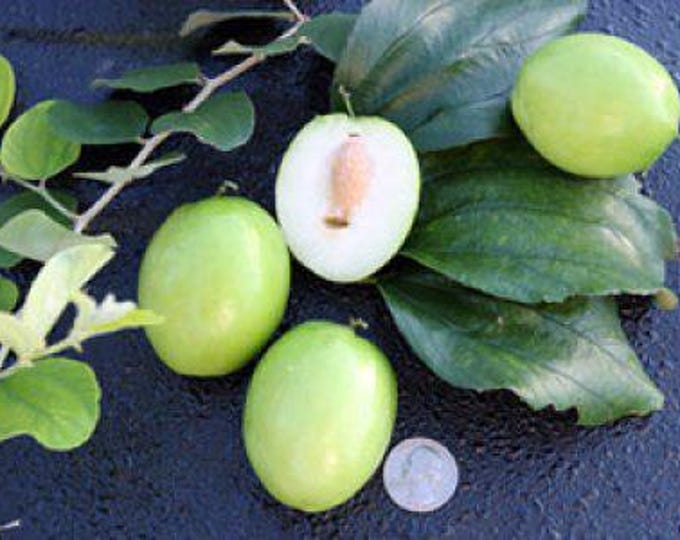 Thai Jujube - grafted tree -2 to 3 feet tall - ship in 3gal pot