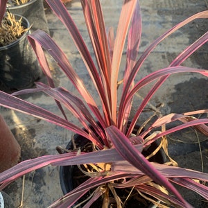 Cordyline ‘electric pink’  ship in 6" pot