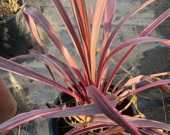 Cordyline ‘electric pink’  ship in 6" pot