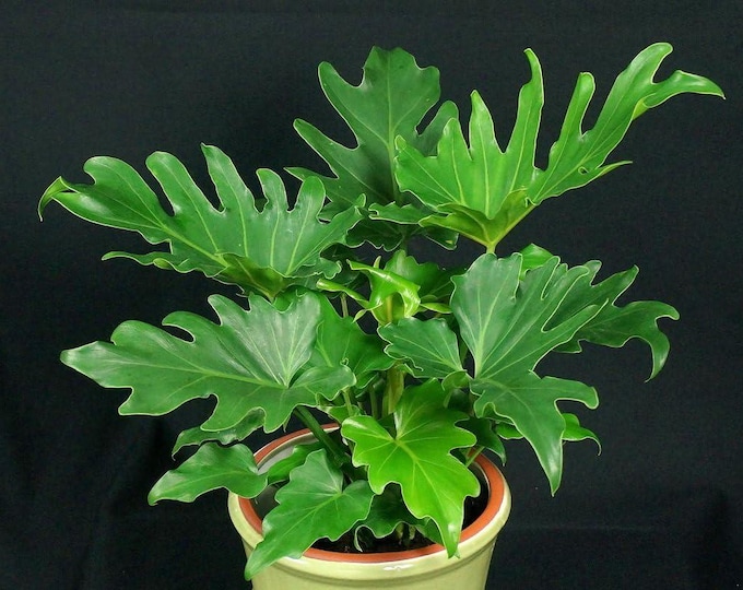 Philodendron selloum- 1  feet tall - ship in 6" pot
